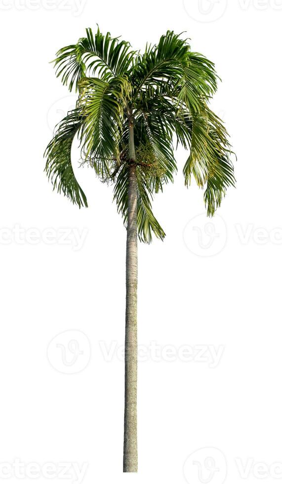 Green palm tree isolated on white background with clipping path and alpha channel. photo