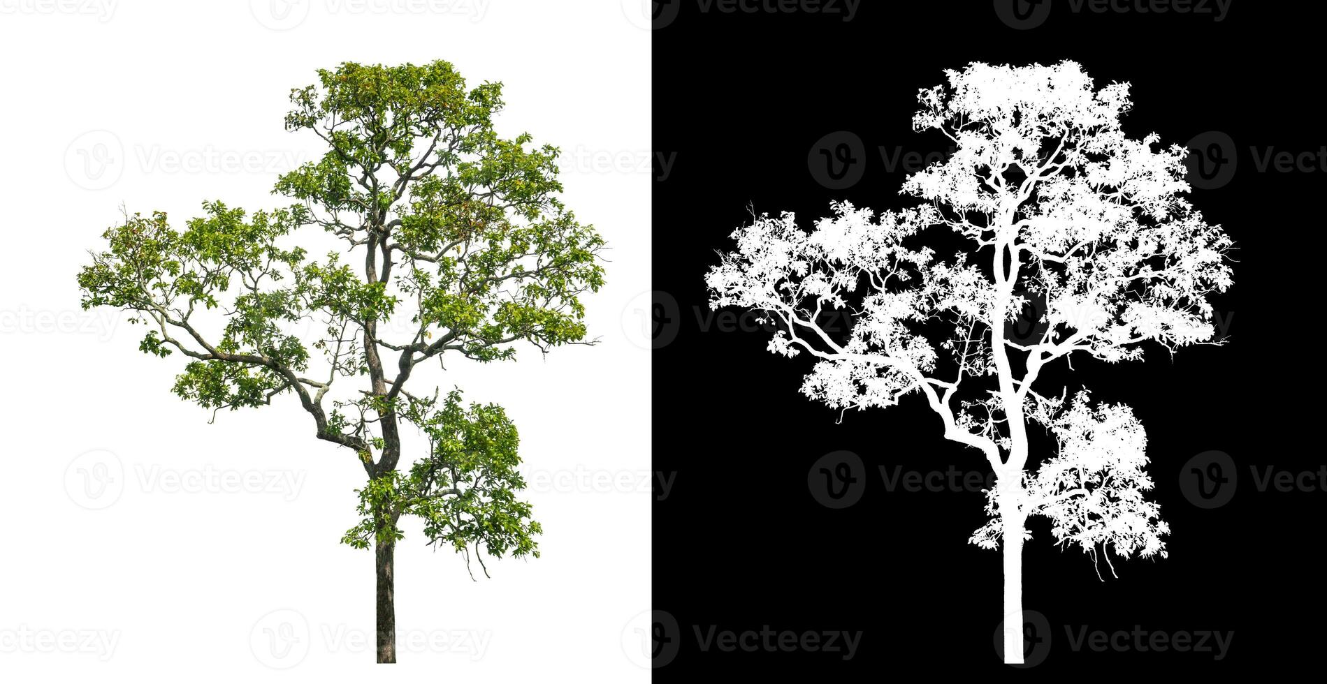 Single green tree on white background with clipping path and alpha channel on black background. photo