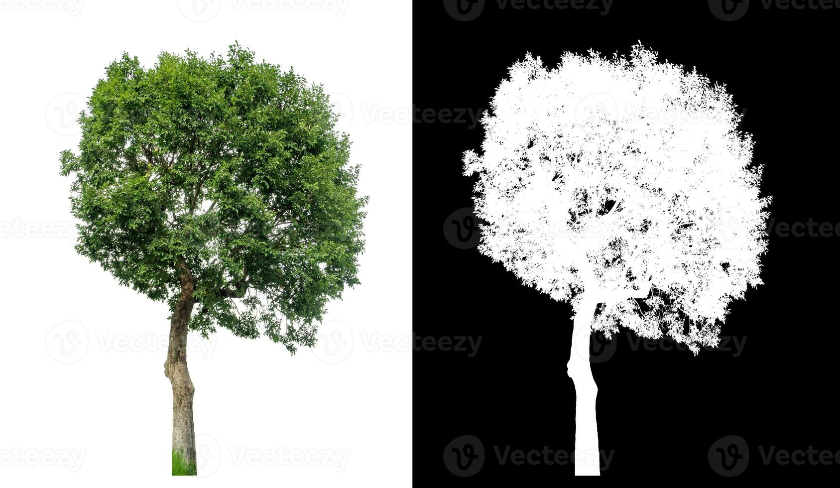 Single green tree on white background with clipping path and alpha channel on black background. photo
