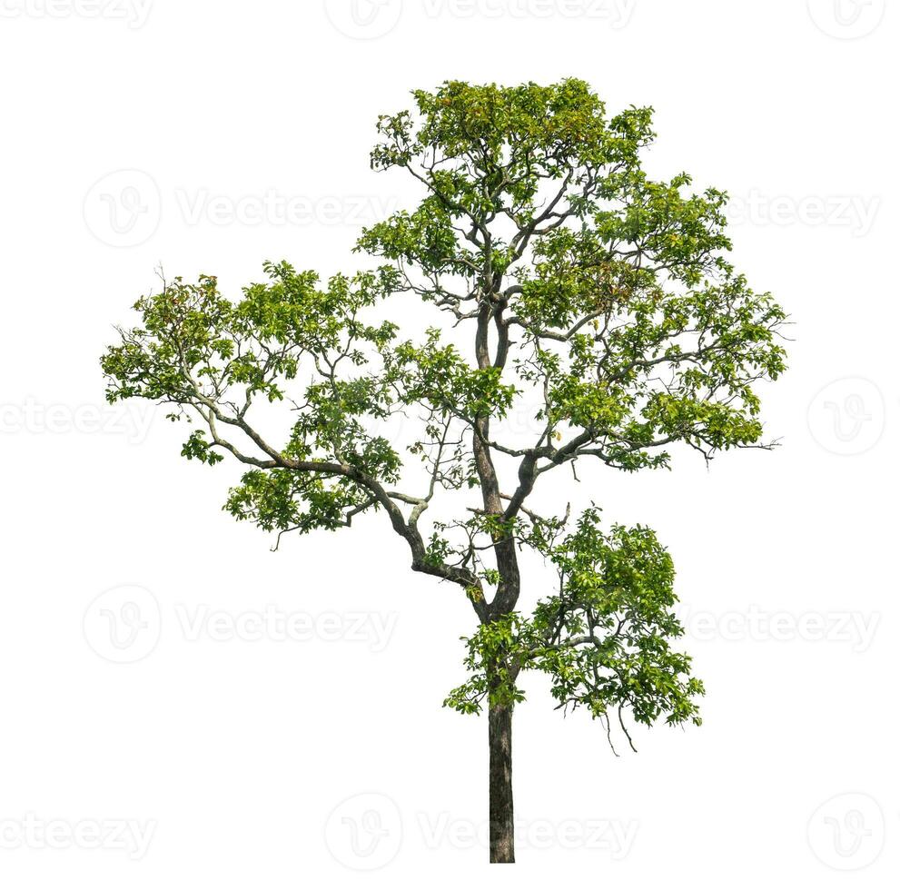 árbol aislado en blanco antecedentes con recorte camino y alfa canal. foto