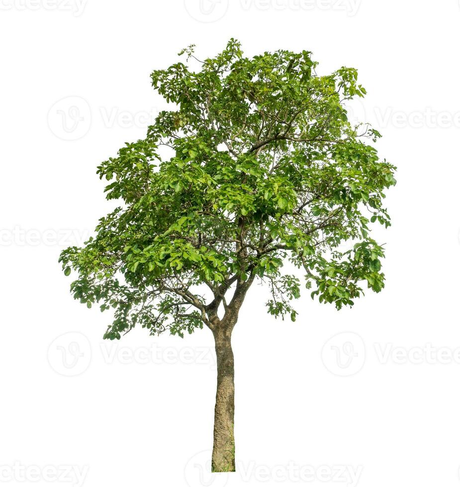 Tree isolated on white background with clipping path and alpha channel. photo