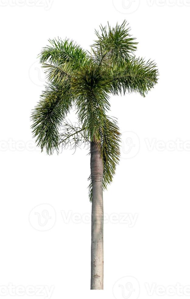 Green palm tree isolated on white background with clipping path and alpha channel. photo