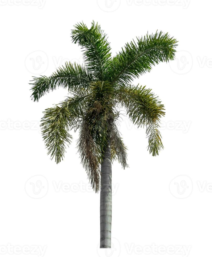 Green palm tree isolated on white background with clipping path and alpha channel. photo