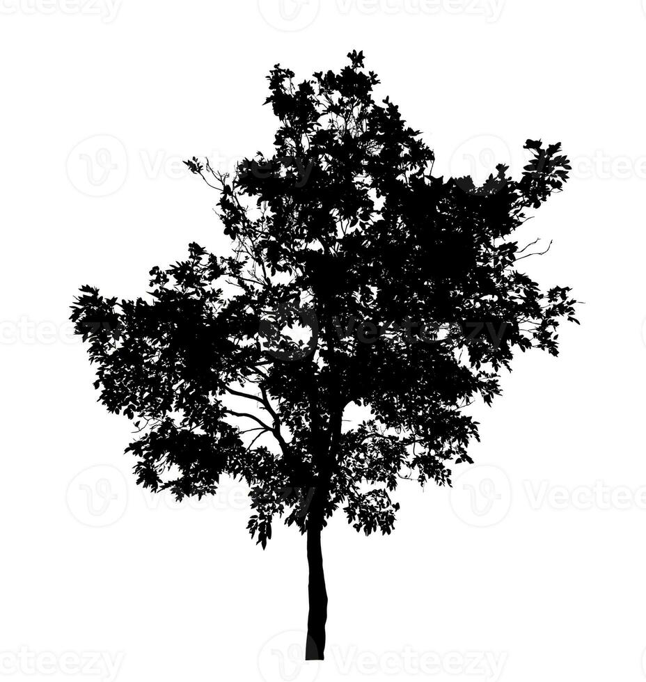 Tree silhouette on white background with clipping path and alpha channel. photo