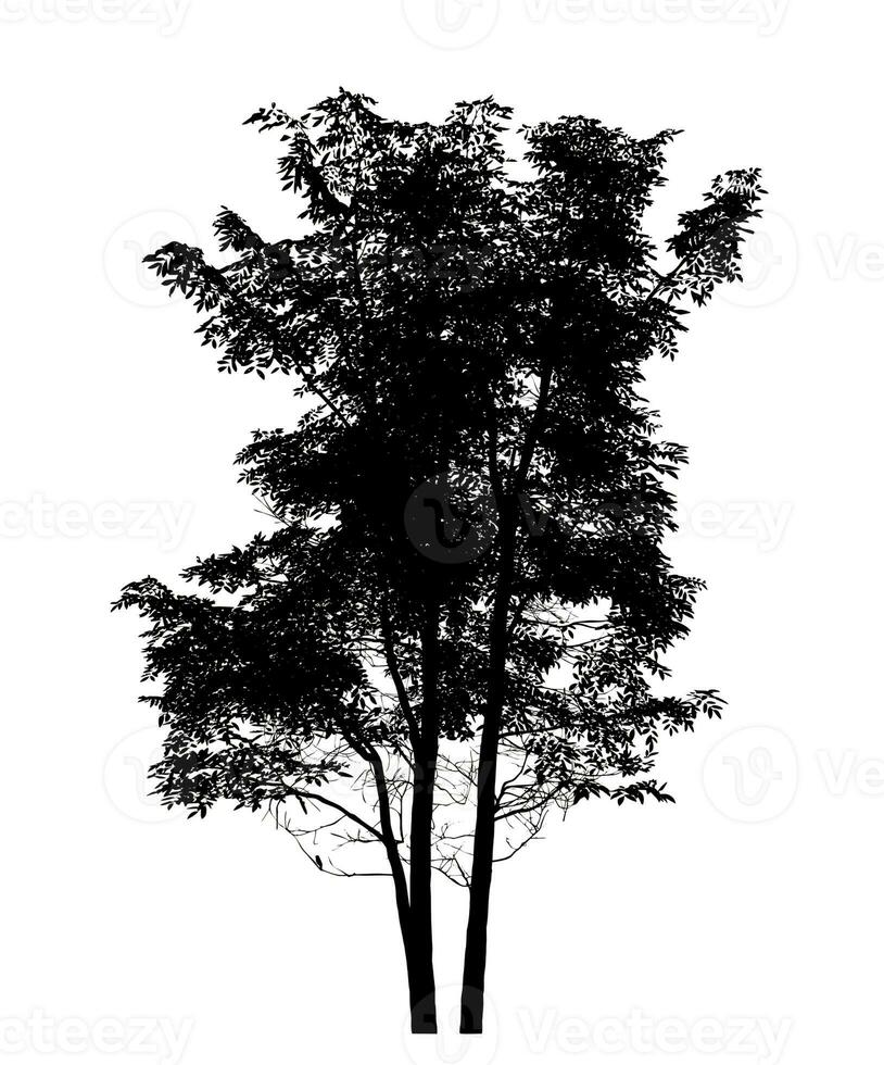 silhouette of a tree on a white background with clipping path and alpha channel. photo