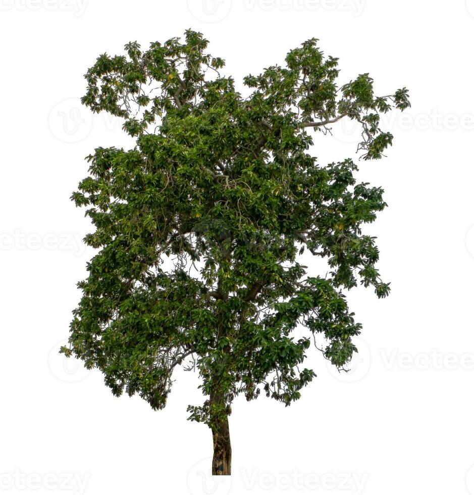 Tree isolated on white background, Tropical tree. photo