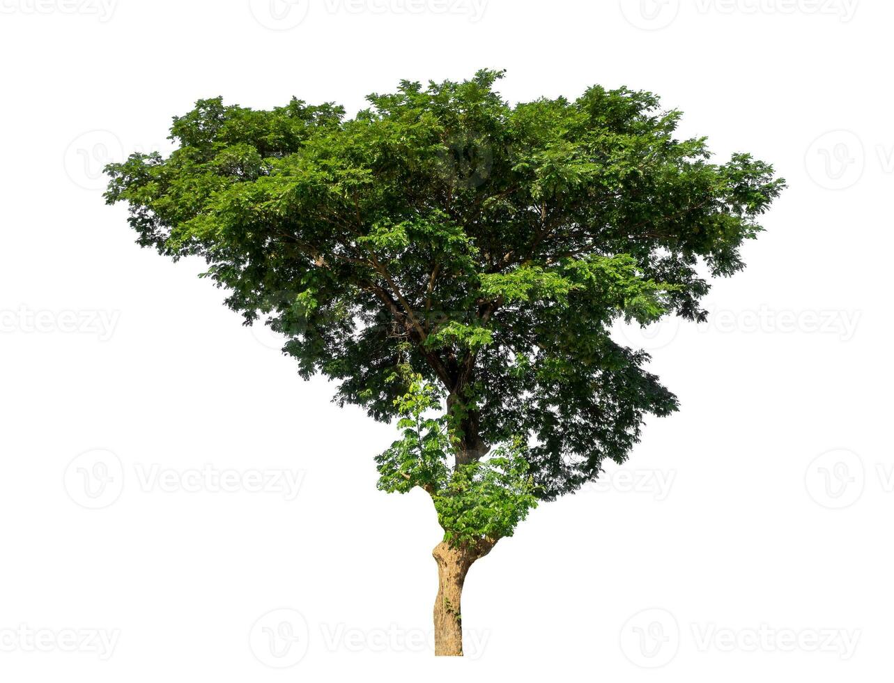 verde árbol aislado en blanco antecedentes con recorte camino y alfa canal. foto