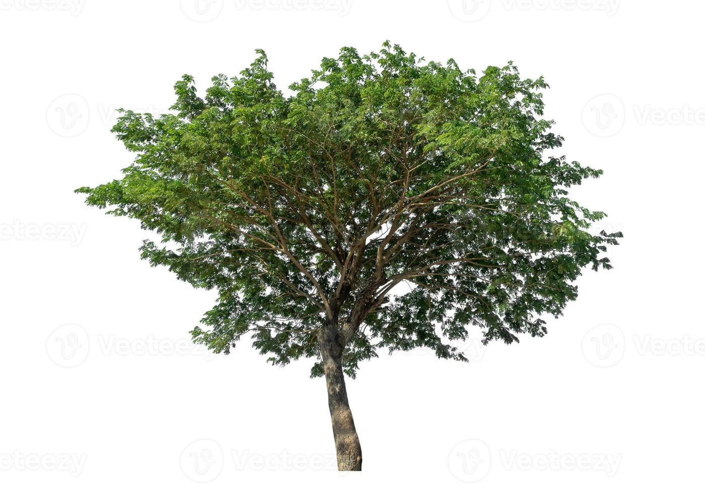 Green tree isolated on white background with clipping path and alpha channel. photo