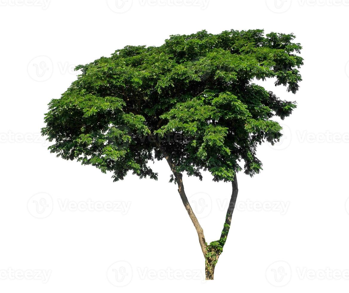 Green tree isolated on white background with clipping path and alpha channel. photo