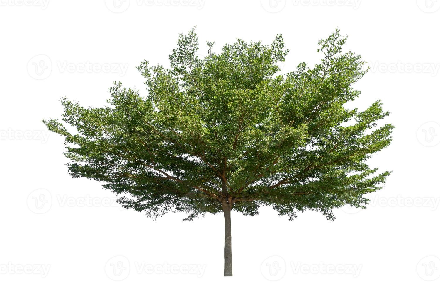 Green tree isolated on white background with clipping path and alpha channel. photo