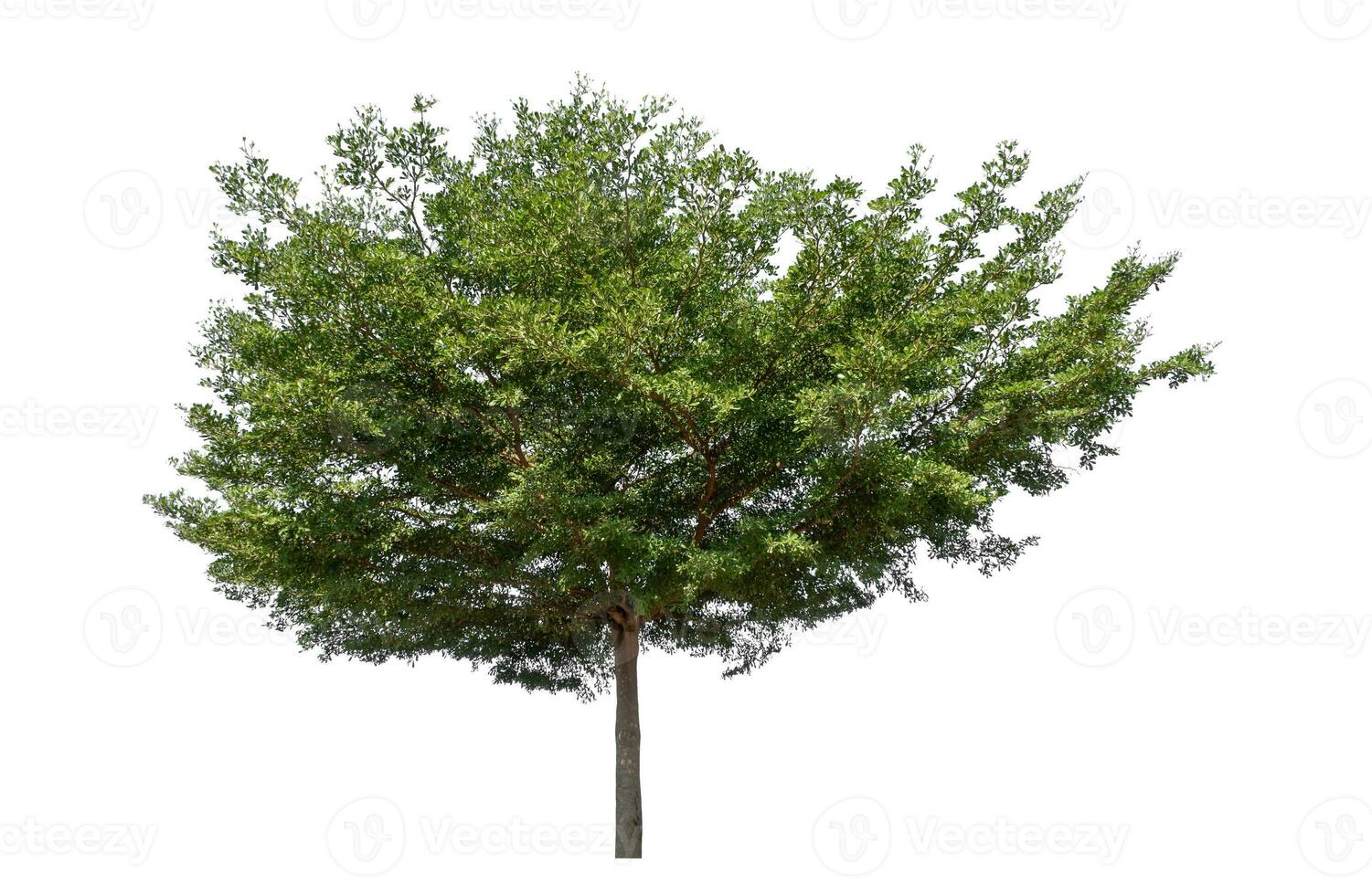 Green tree isolated on white background with clipping path and alpha channel. photo