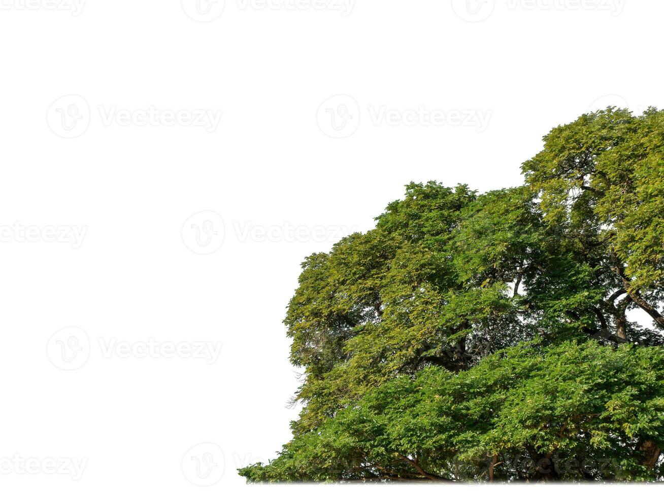 canopy tree on white background with clipping path and alpha channel. photo