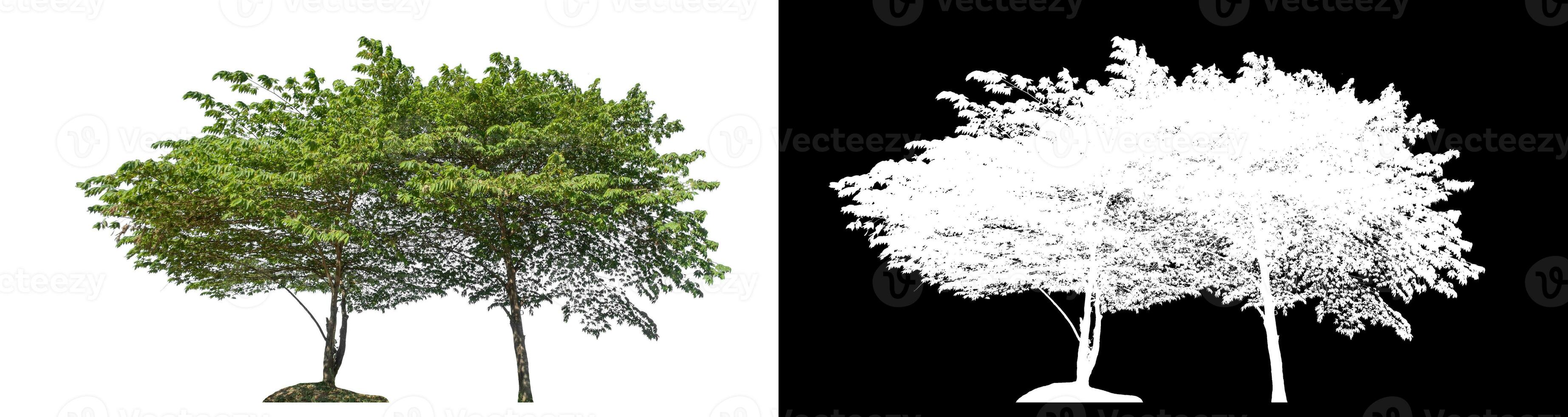 Green trees on white background with clipping path and alpha channel on black background. photo