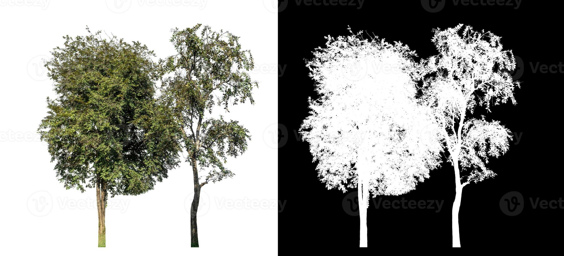 trees on white background with clipping path and alpha channel on black background. photo