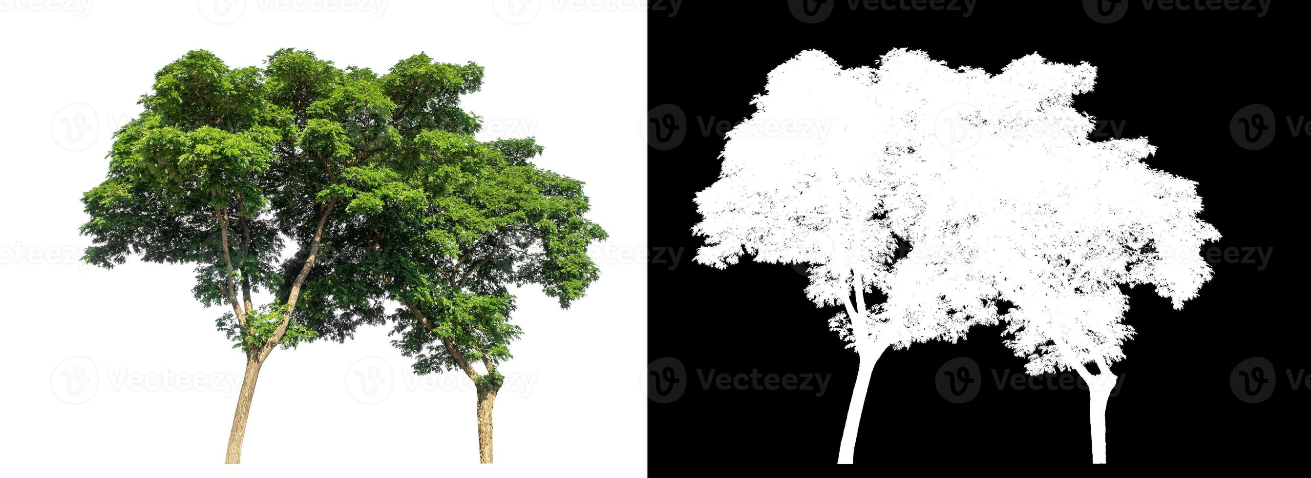 Single tree on white background with clipping path and alpha channel on black background. photo