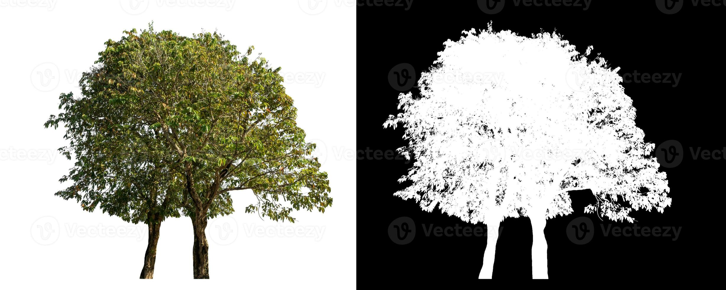 Single tree on white background with clipping path and alpha channel on black background. photo