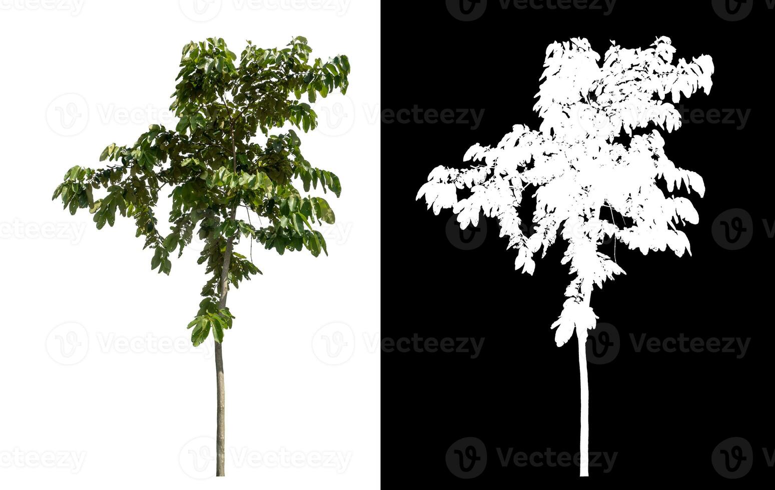 soltero verde árbol en blanco antecedentes con recorte camino y alfa canal en negro antecedentes. foto