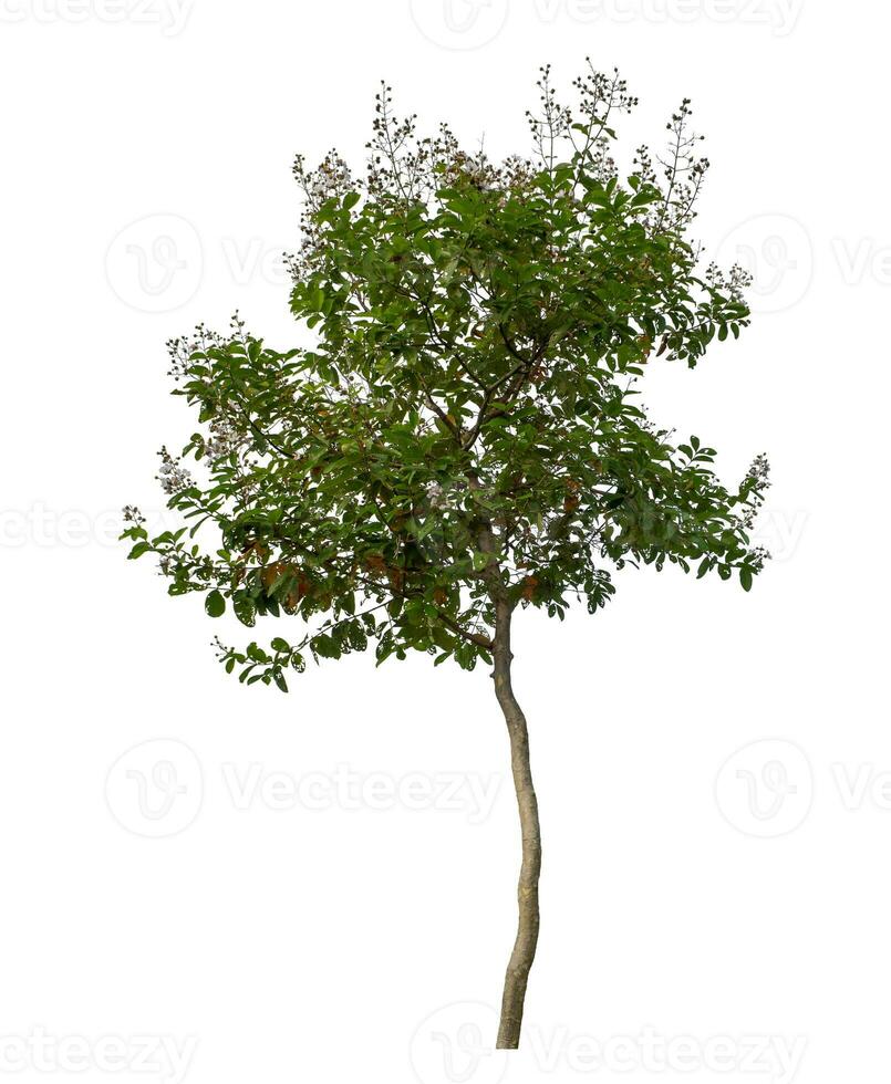 Tree isolated on white background with clipping path and alpha channel. photo
