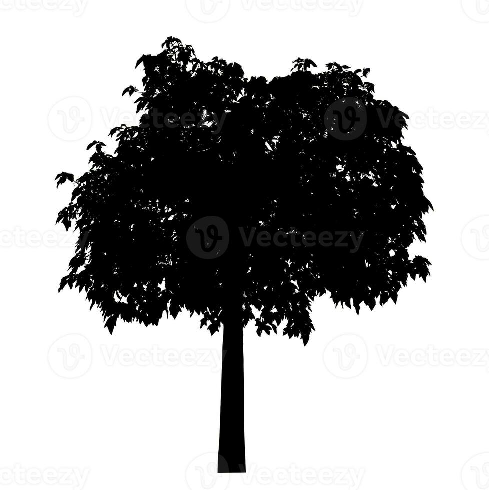 silhouette of a tree on a white background with clipping path and alpha channel. photo