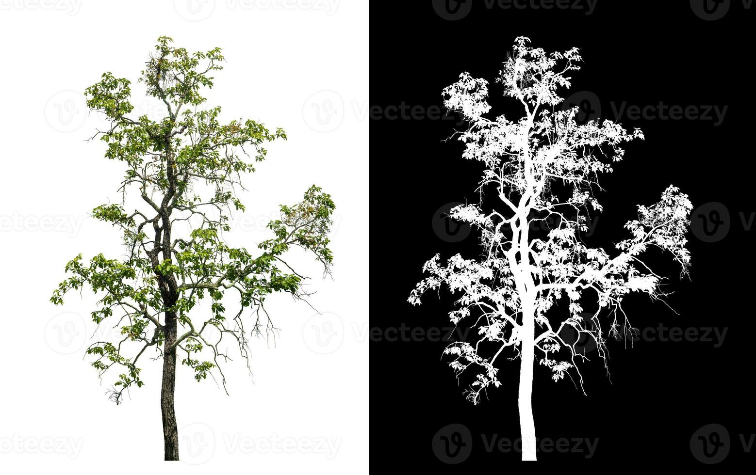 Single green tree on white background with clipping path and alpha channel on black background. photo