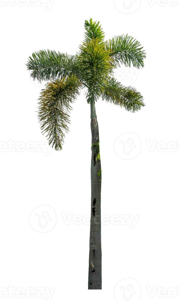 Green palm tree isolated on white background with clipping path and alpha channel. photo