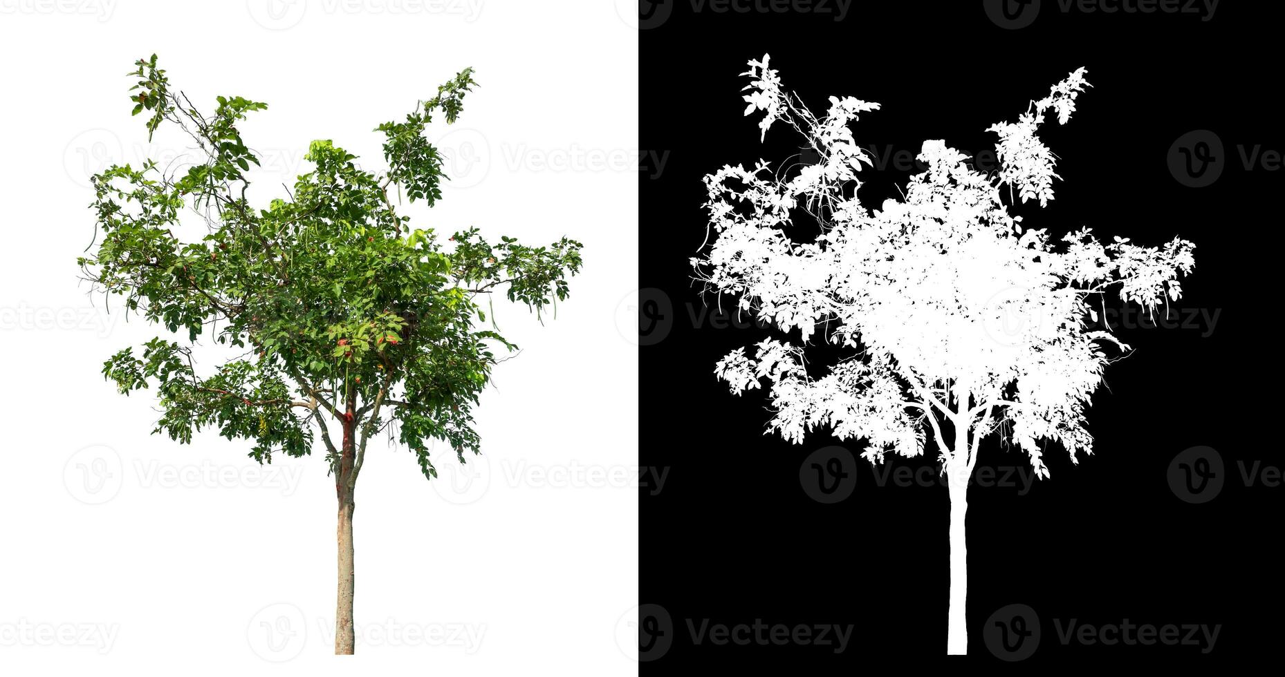 Single green tree on white background with clipping path and alpha channel on black background. photo