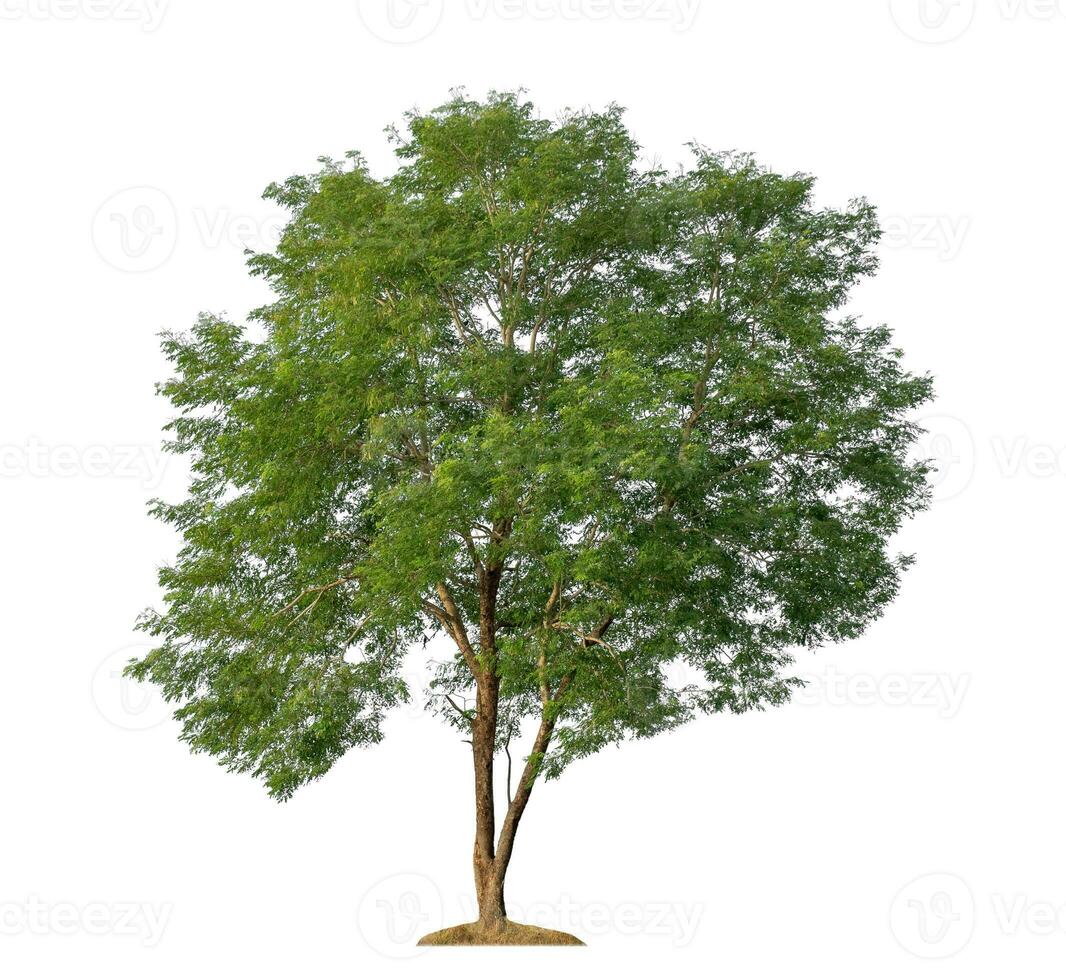 Green tree isolated on white background with clipping path and alpha channel. photo