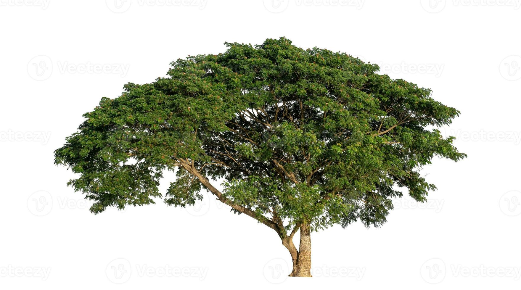 árbol aislado en blanco fondo, tropical árbol. foto