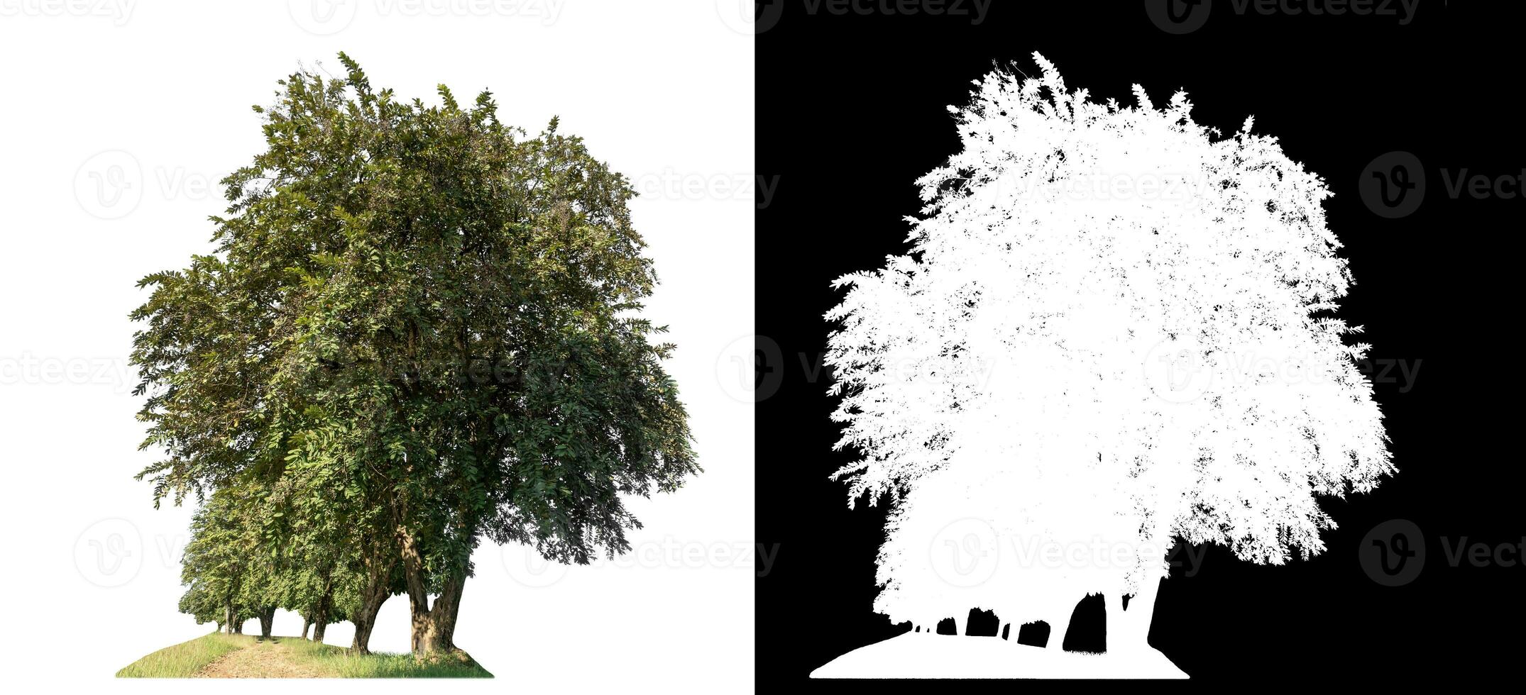 trees on white background with clipping path and alpha channel on black background. photo