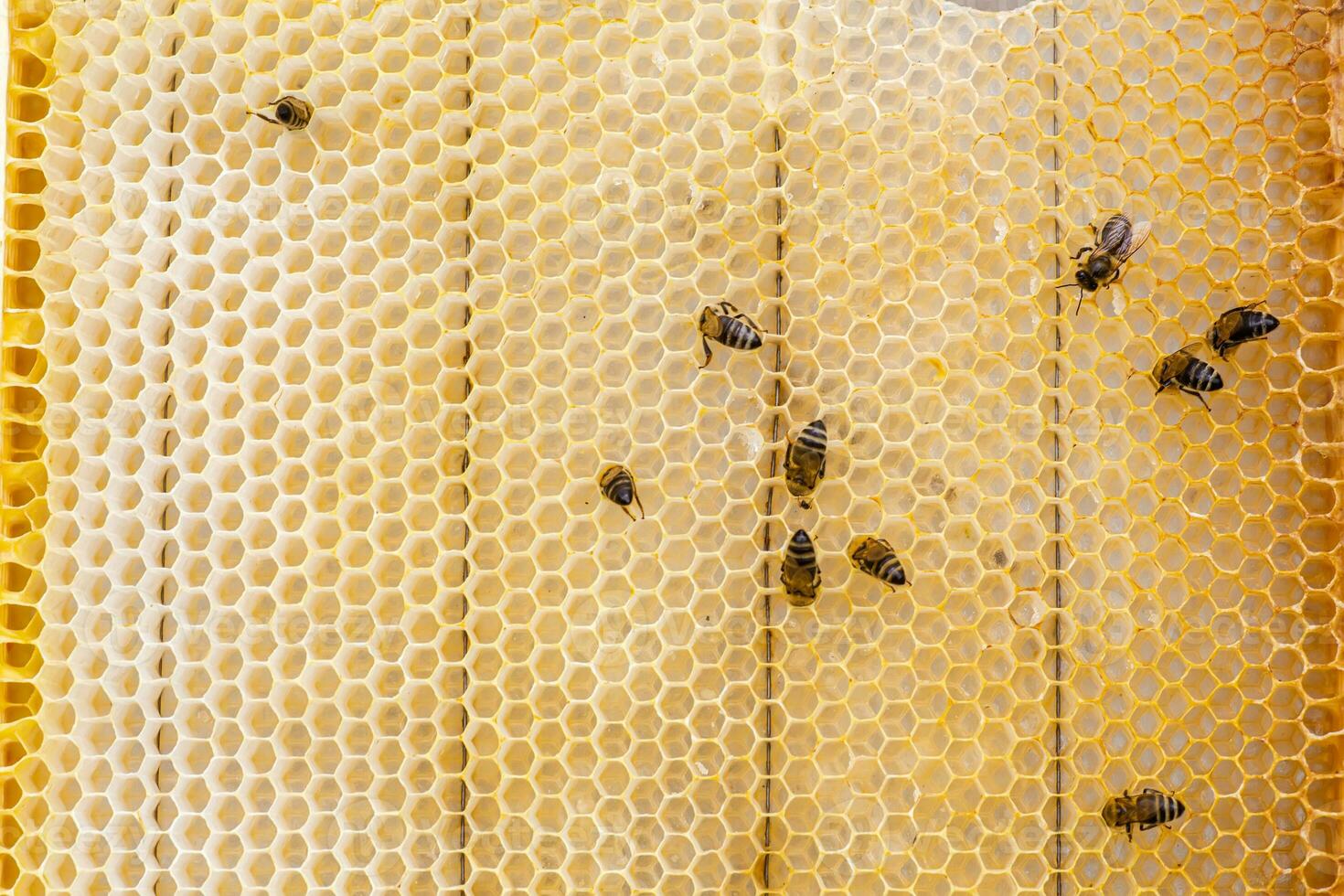 Honey on a frame with fresh wax. Bees steal honey from combs on wooden frames photo