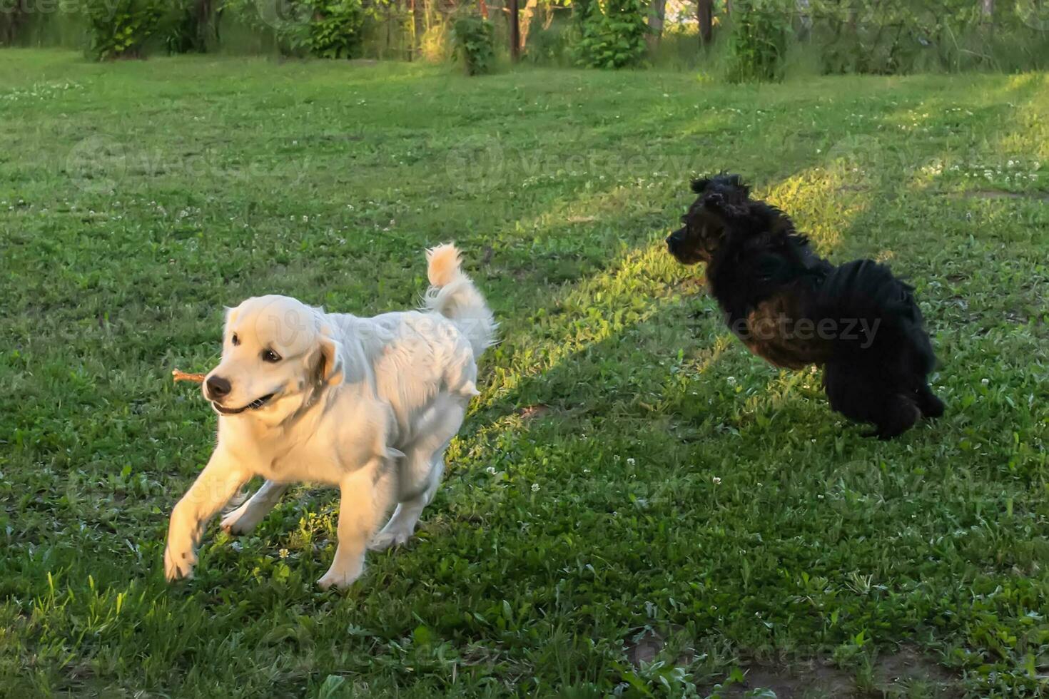 Two dogs white and black run and frolic on the green lawn in the summer photo