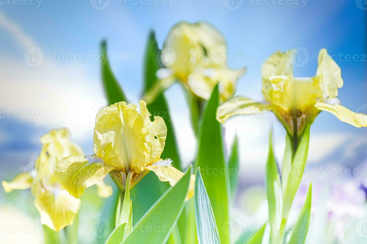 Vibrant purple iris flowers growing tall in wetland field with blue sky in background photo