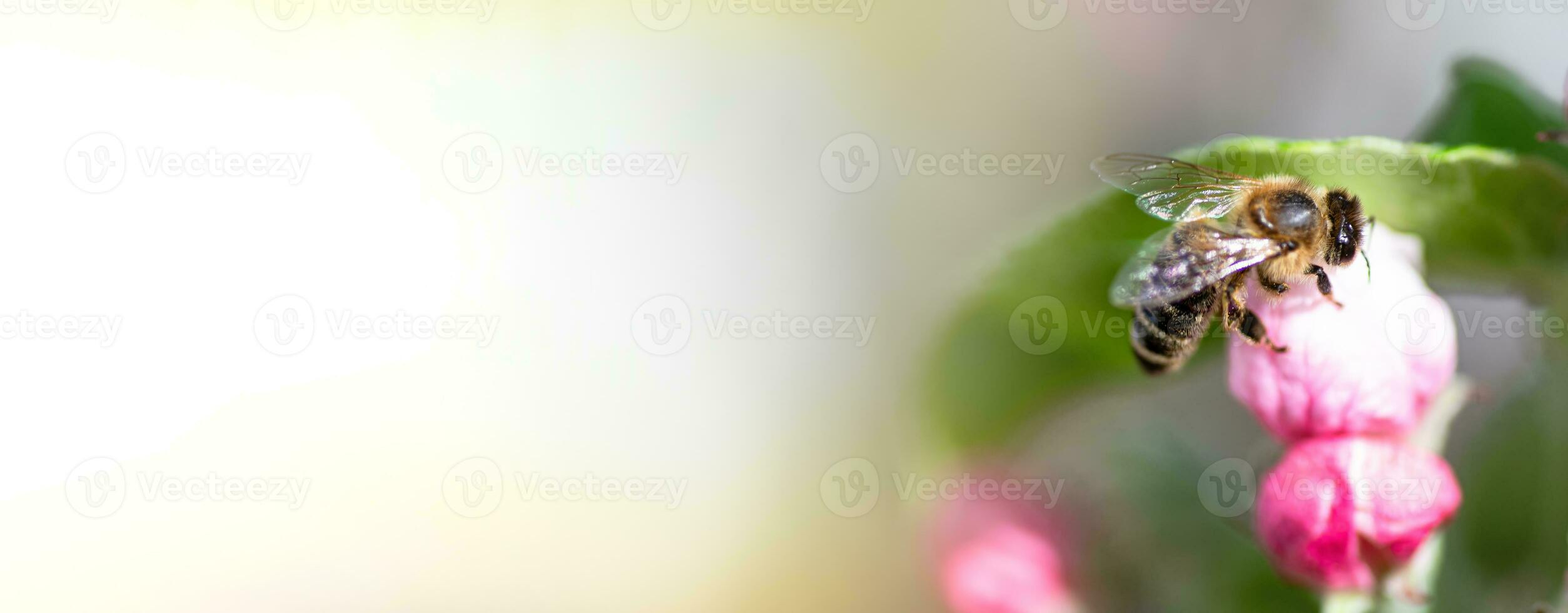 Honey bee pollinating a pink flower of an apple tree in spring photo