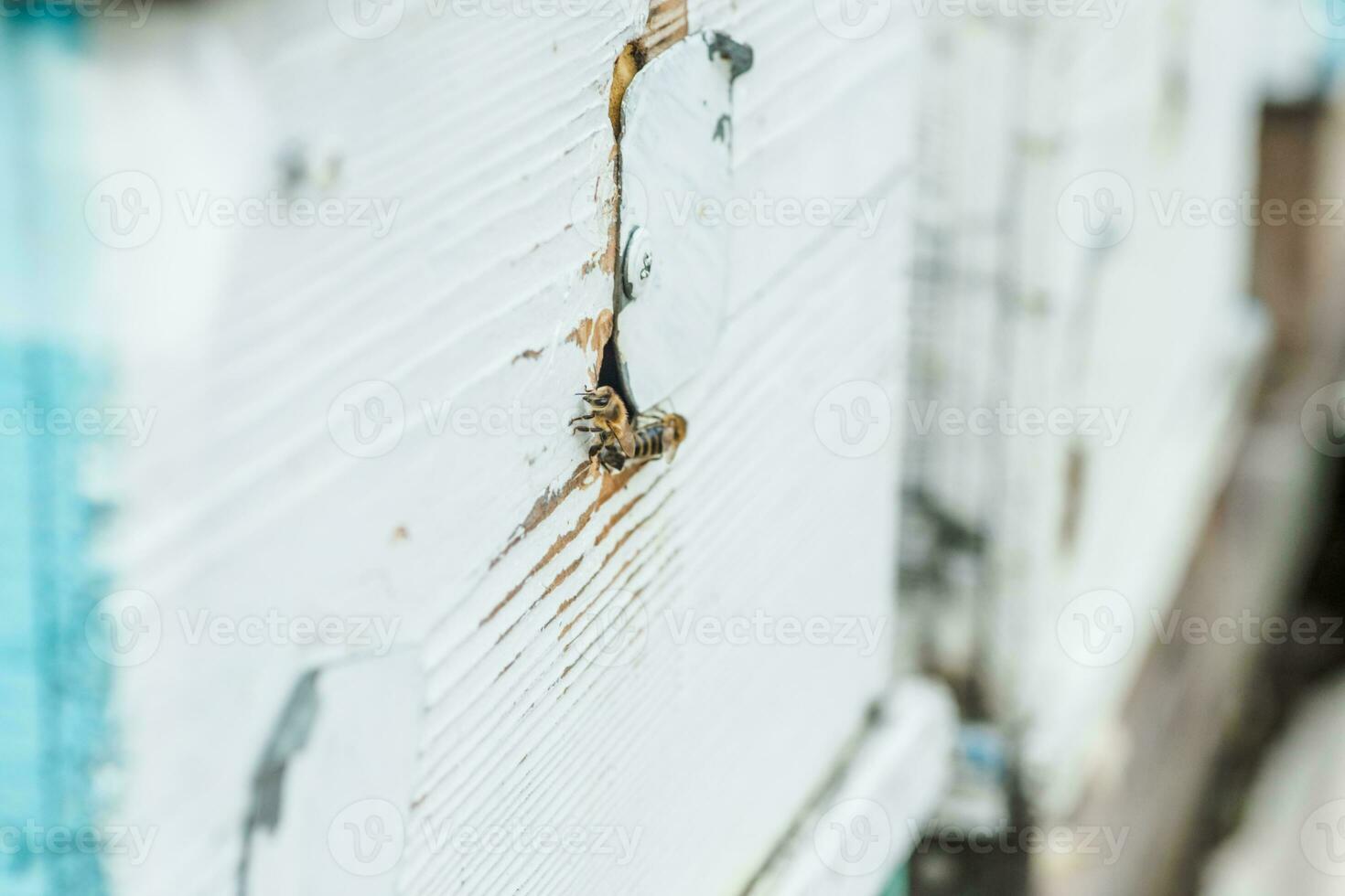 Bees at old hive entrance. Bees returning from honey collection to white hive. Bees at entrance. Honey-bee colony guards hive from looting honeydew. bees return to beehive after honeyflow. Copy space photo