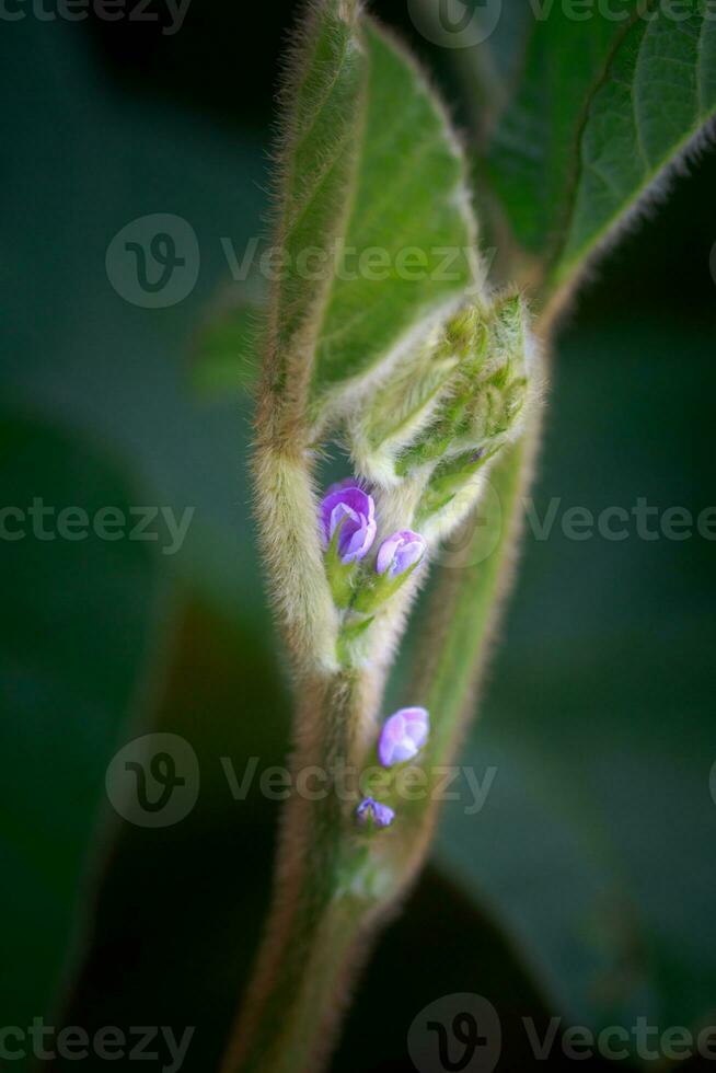 Purple flower of soybean closeup. Soybean crop in the non-GMO field. Glycine max, soybean, soya bean sprout growing soybeans on an industrial scale. Young soybean plants with flowers photo