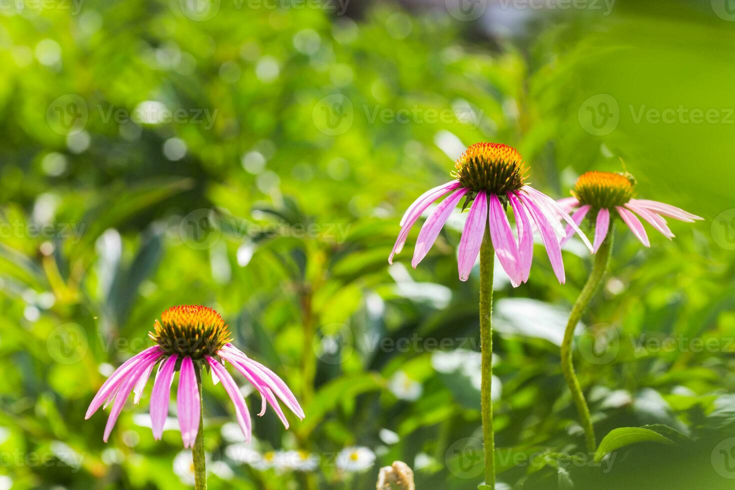 Bee close-up on a flower of echinacea, coneflowers. The bee collects the nectar from the flower of Echinacea purpurea. photo
