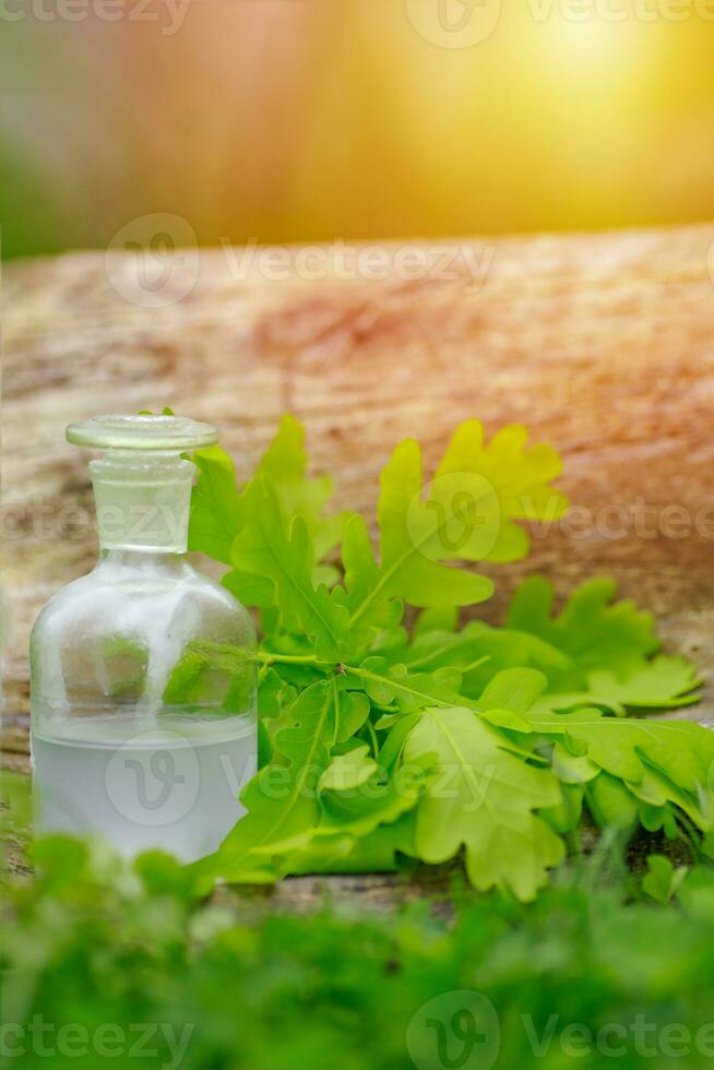 Oak and tincture of oak in a white bottle with a cork on the grass. A medicine bottle next to the oak leaves. Medical preparations from plants. Cooking potions from medicinal plants. photo