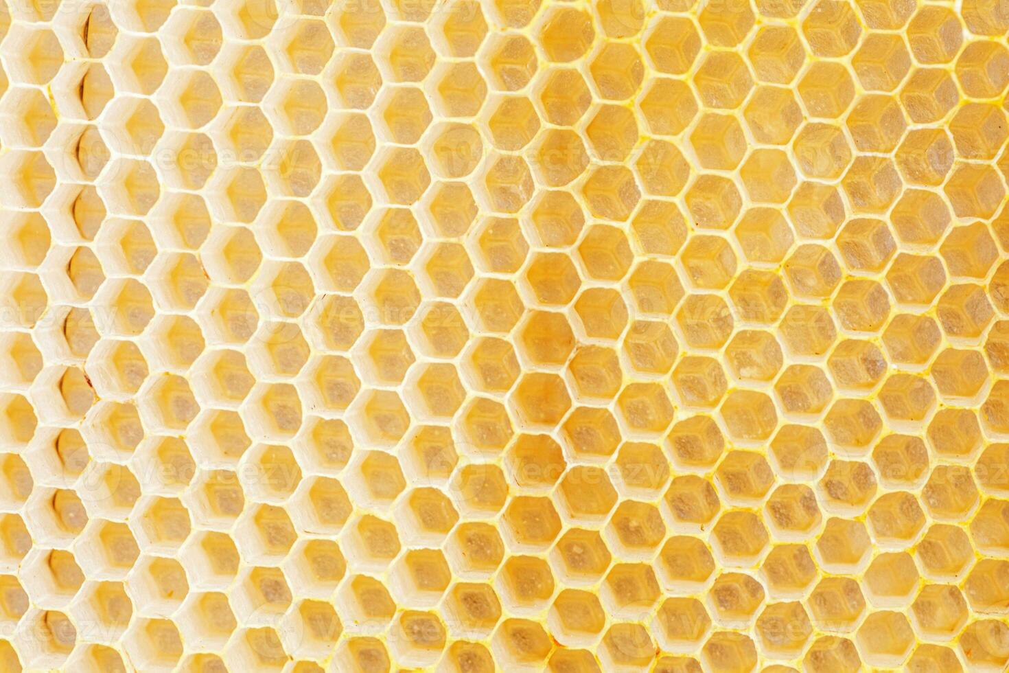 Honeycombs, with fresh honeycomb, are filled with acacia honey. Close-up photo