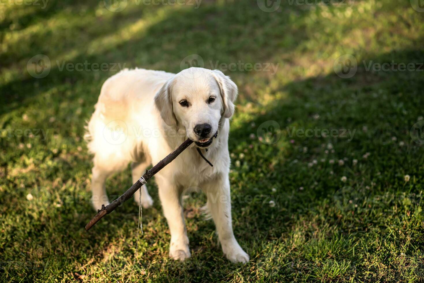A large white Labrador retriever carries a stick in the summer on a lawn with a clover photo