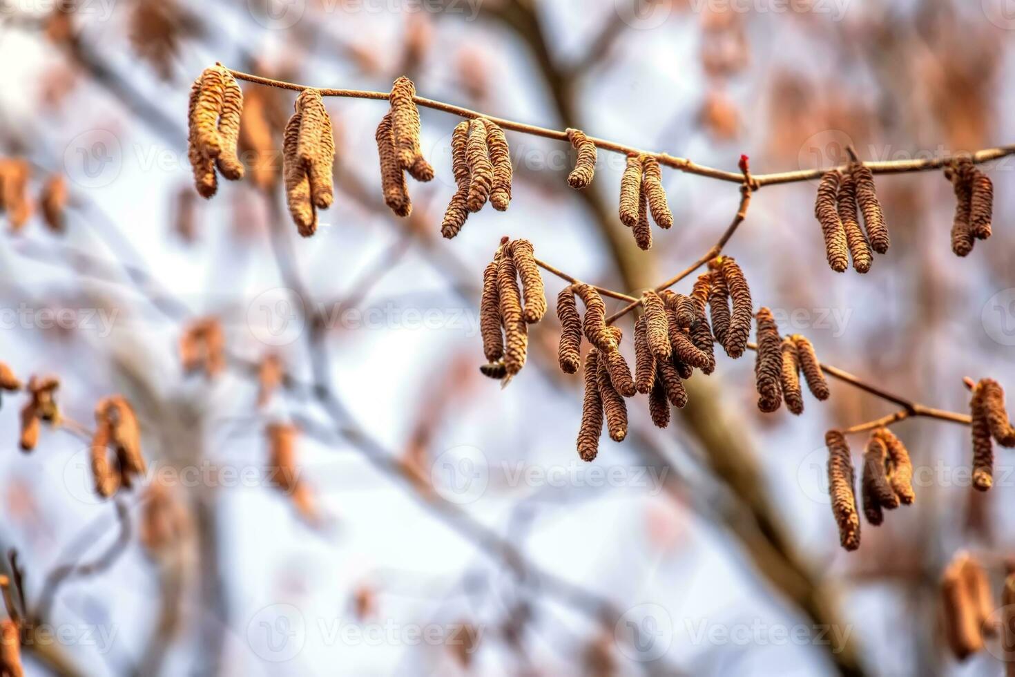 Hazelnut catkins in the spring forest. Springtime. photo