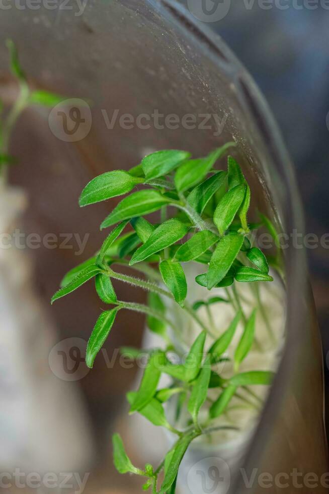 Germination of seedlings in paper. Seed planting methods by farmers for seed germination. Green pepper sprouts and zucchini wrapped in toilet paper photo