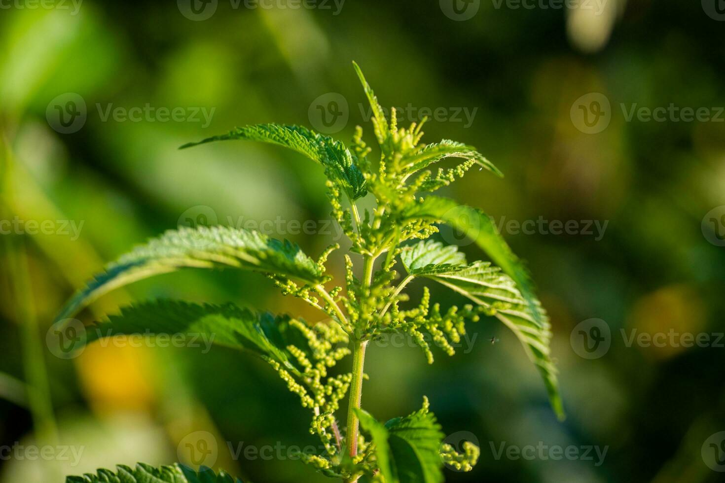 urtica dioica, a menudo llamado común ortiga, escozor ortiga, o ortiga hoja, un joven planta en un bosque en un claro. el primero primavera vitaminas ingrediente de vitamina ensalada. foto