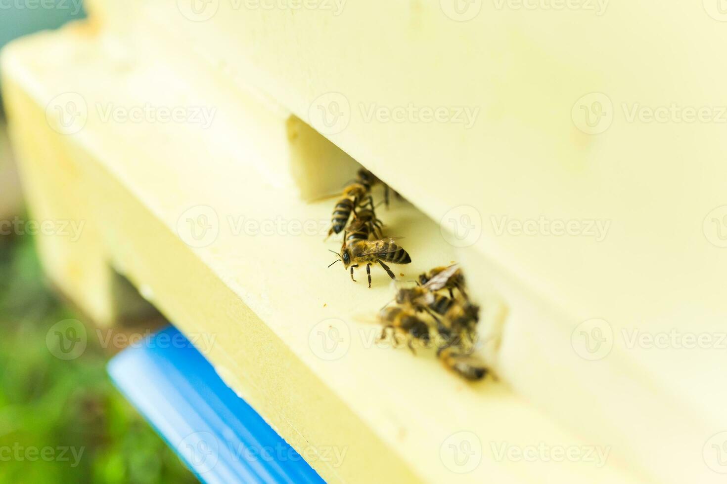 Close up of flying bees. Wooden beehive and bees. Plenty of bees at the entrance of old beehive in apiary. Working bees on plank. Frames of a beehive. photo