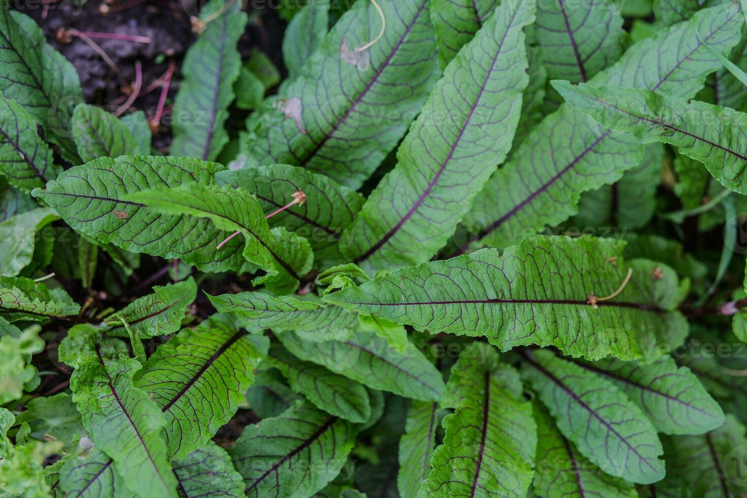 rumex sanguíneo, muelles y acederas, género rumex yo verde con púrpura las venas joven hojas en un jardín en un pueblo en el jardín. no GMO dieta producto. ecológico agricultura. foto