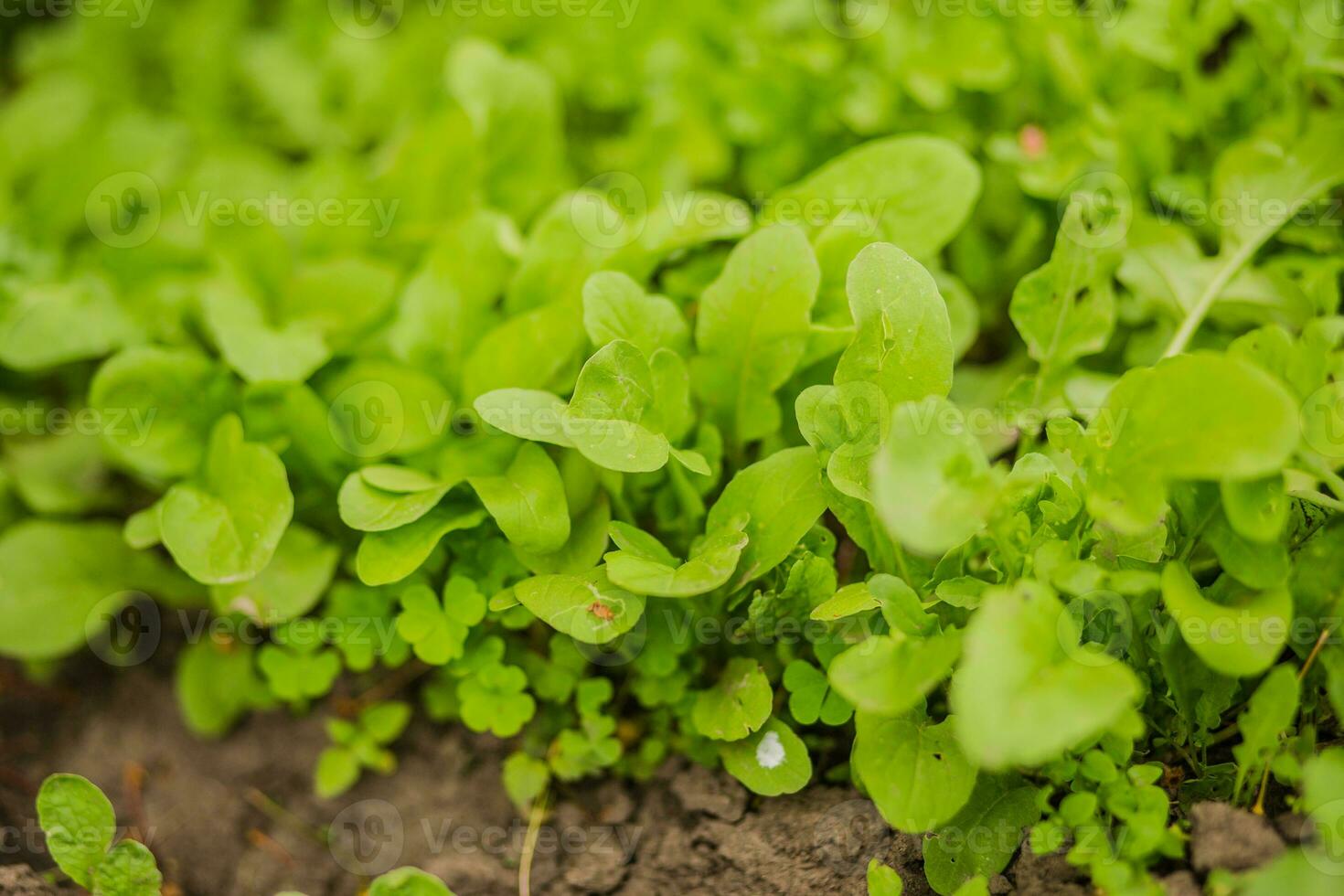 Leaves of Different Arugula Sorts in the rays of the setting sun. Green fresh leaves in garden in village. Non-GMO diet product. Ecological farming. photo