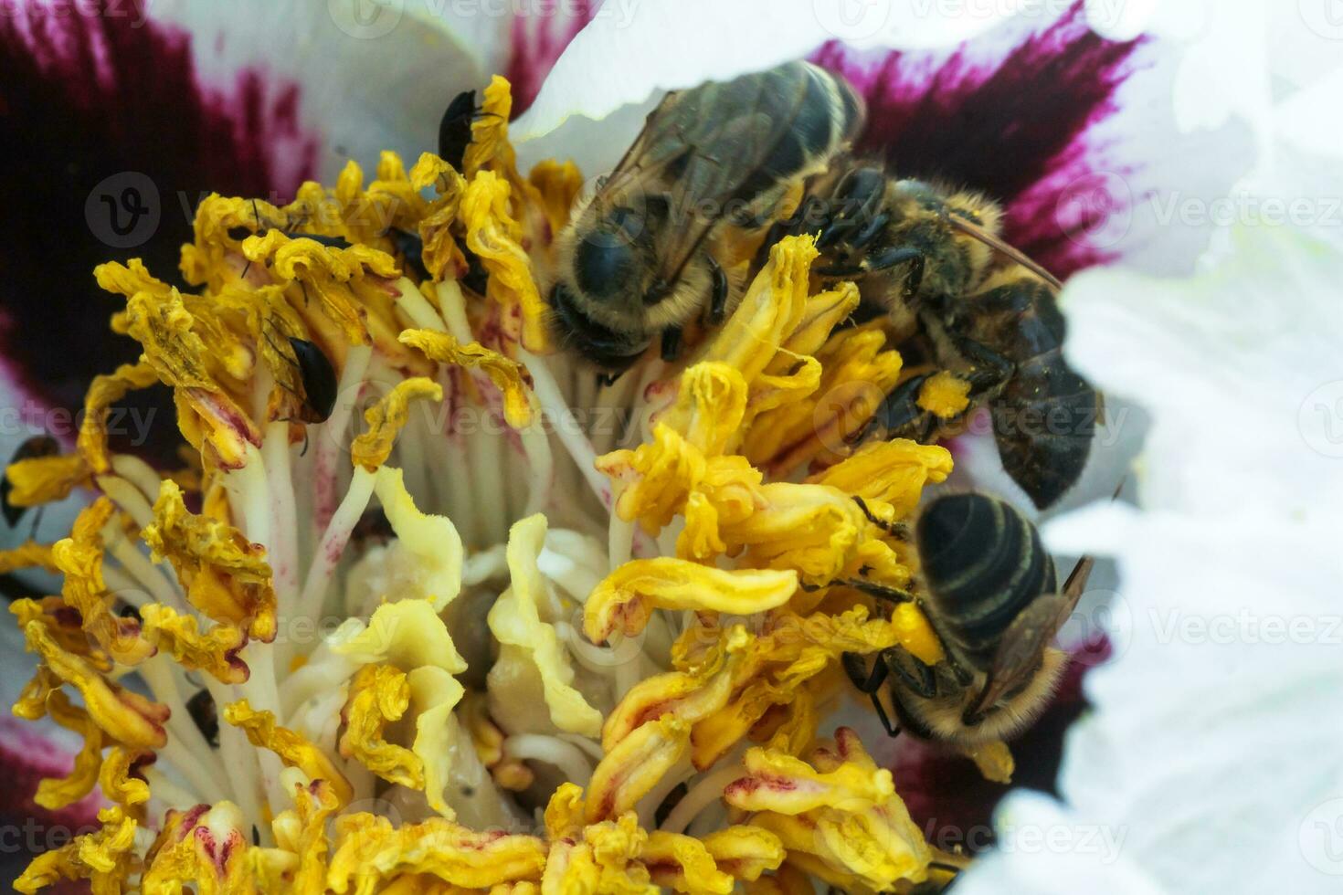 White peony flower close up detail. Honey bee with a curd on the stained peon stamens. Bees collect pollen from Paeonia suffruticosa, tree peony or paeony flower. many bees inside the flower. photo