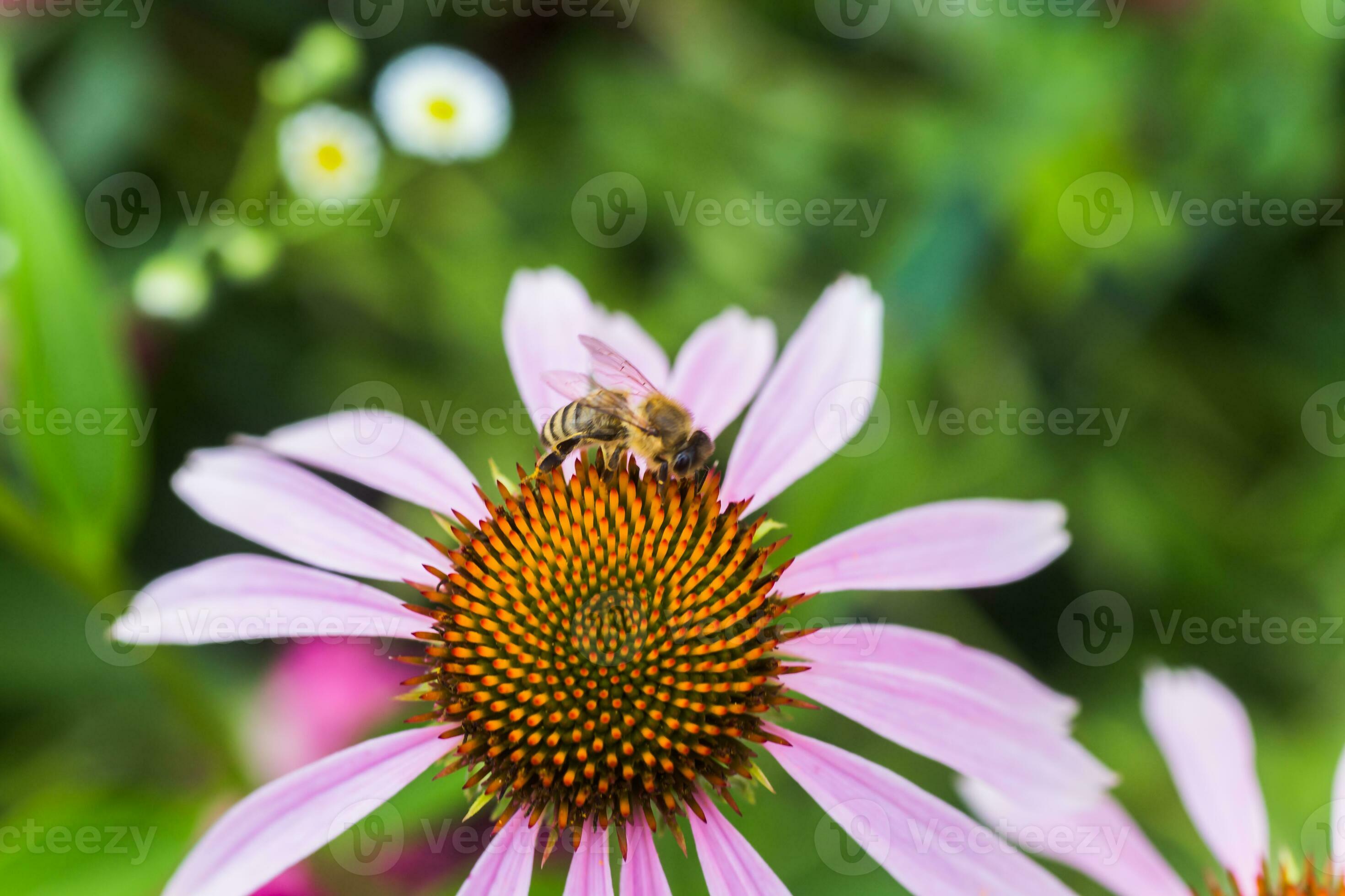 Bee closeup on a flower of echinacea, coneflowers. The bee collects