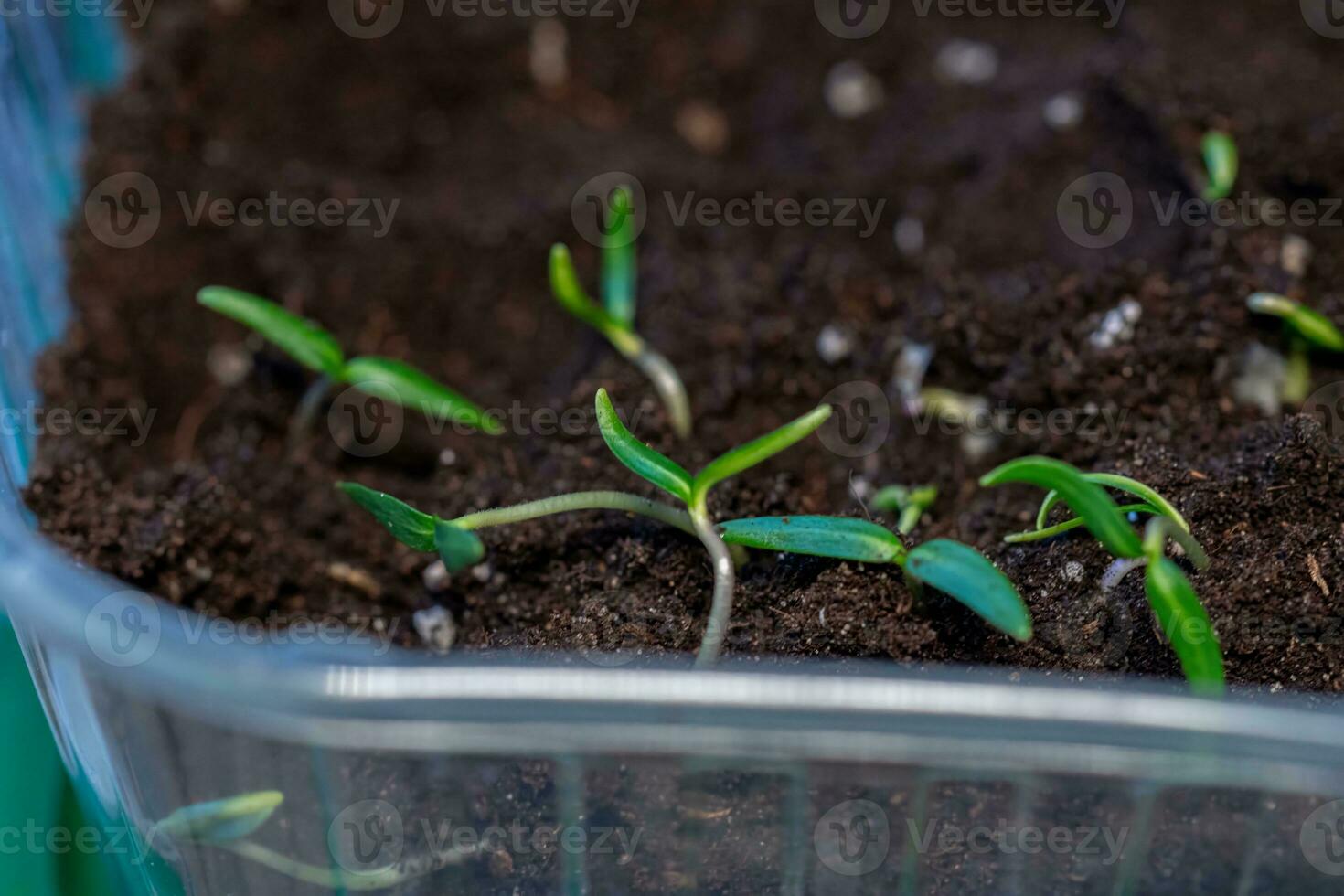 microverde pimienta coles plántulas en el plastico envase. selectivo enfocar. naturaleza. foto