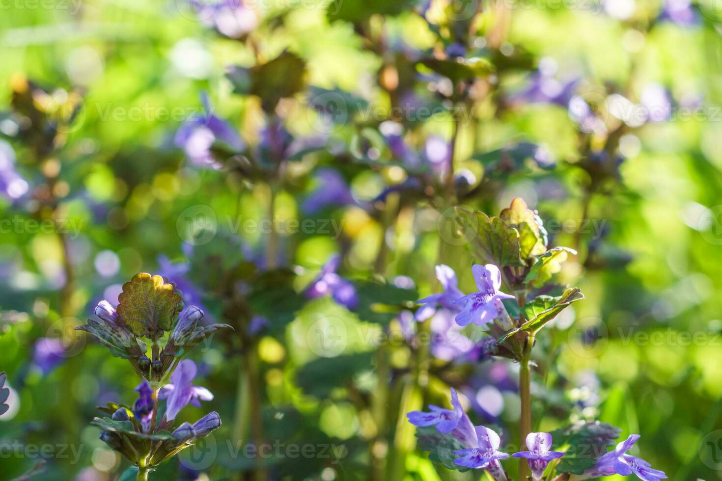 Glechoma hederacea, Nepeta hederacea,in the spring on the lawn during flowering. Blue or purple flowers used by the herbalist in alternative medicine photo