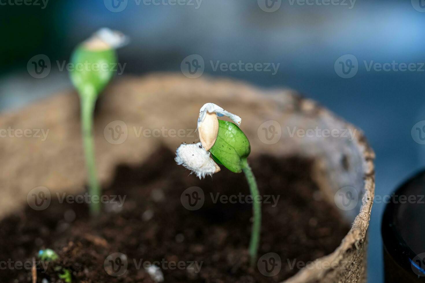 Zucchini seeding is transplanted into the ground after germination from seeds. Growing sustainable vegetables for vegans and vegetarians photo